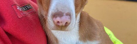 LEO, PERRO EN ADOPCIÓN