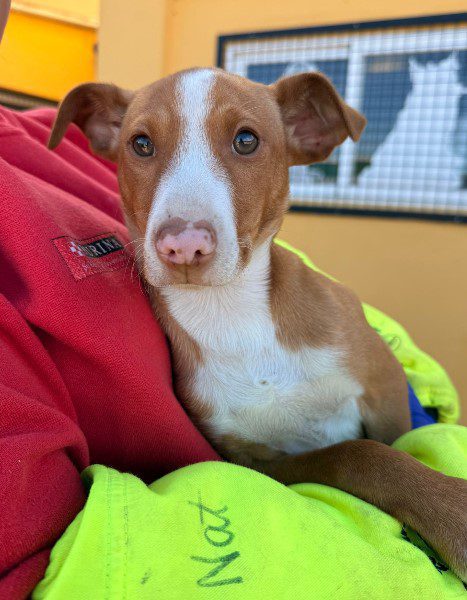 LEO, PERRO EN ADOPCIÓN