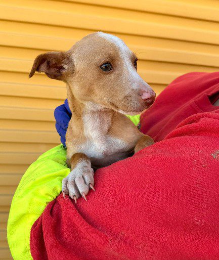 LION, PERRO EN ADOPCIÓN
