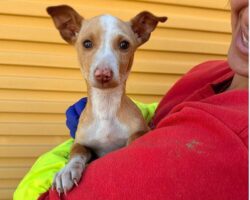 Captura de pantalla 2026-02-13 104017 LION, PERRO EN ADOPCIÓN