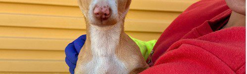 LION, PERRO EN ADOPCIÓN