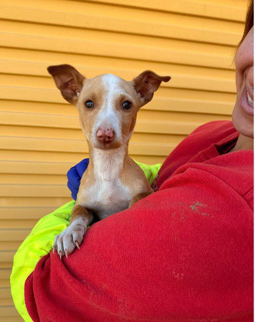 LION, PERRO EN ADOPCIÓN