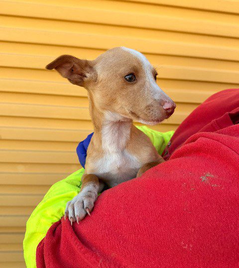LION, PERRO EN ADOPCIÓN