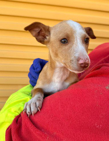 LION, PERRO EN ADOPCIÓN