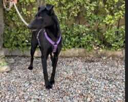 Captura de pantalla 2026-03-04 114927 LUNA, PERRO EN ADOPCIÓN