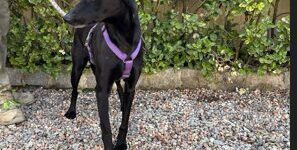 LUNA, PERRO EN ADOPCIÓN