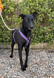 LUNA, PERRO EN ADOPCIÓN