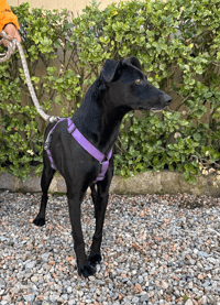 LUNA, PERRO EN ADOPCIÓN