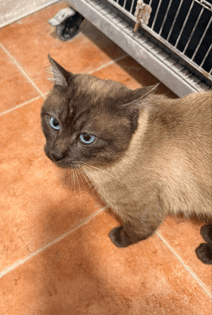 THAI, GATA EN ADOPCIÓN