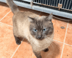 Captura de pantalla 2026-03-04 120138 THAI, GATA EN ADOPCIÓN