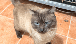 THAI, GATA EN ADOPCIÓN