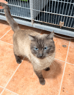 THAI, GATA EN ADOPCIÓN