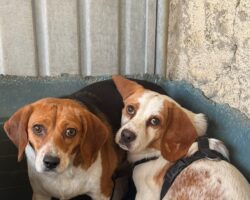 yaki y pupi