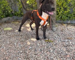 ares