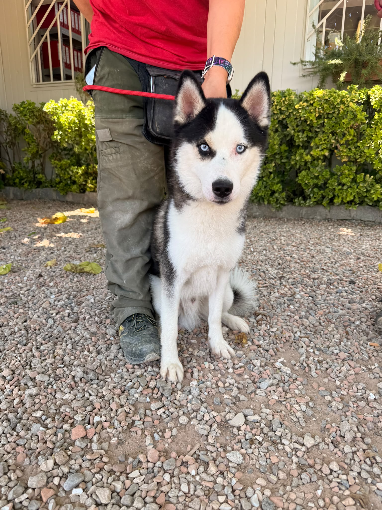 pomsky