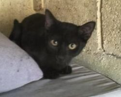 kit